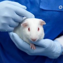 Researcher holding guinea pig